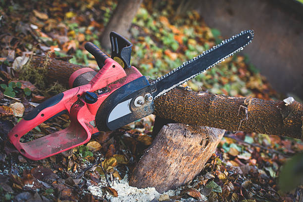 How Our Tree Care Process Works  in  Metuchen, NJ